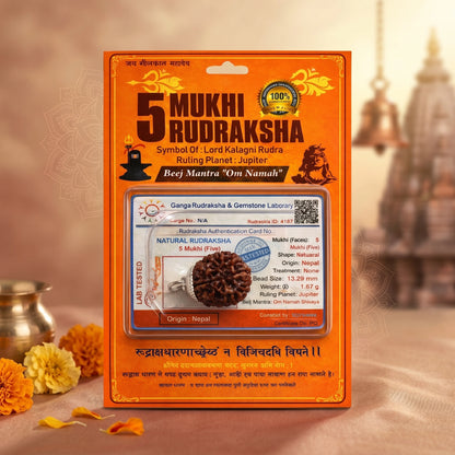 5 Mukhi Rudraksha